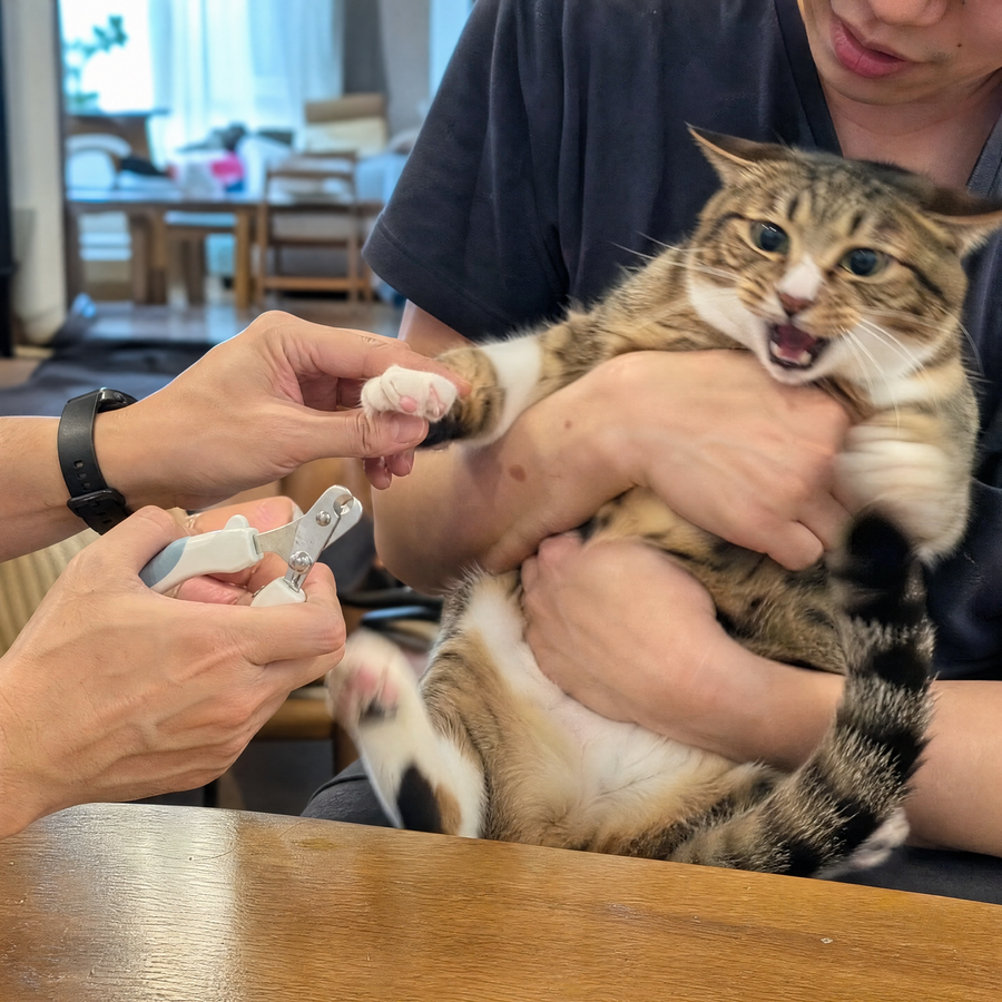 Katze wird beim Krallenschneiden festgehalten